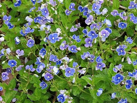 Speedwell Creeper By Mtbobbins Photography Amazing Flowers Spring