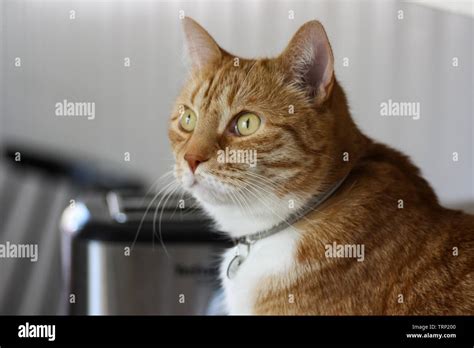 Ginger Tabby Cat Stock Photo Alamy
