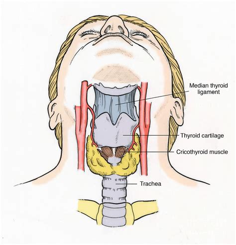 Illustration Of Throat Anatomy Photograph By Science Source Fine Art