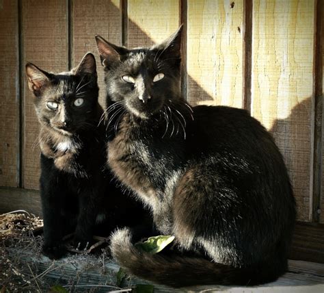 Black Cats Sunearthsky