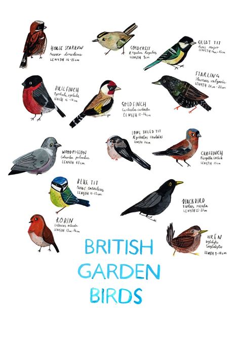 A3 British Garden Birds Poster Etsy Animals And Pets Cute Animals