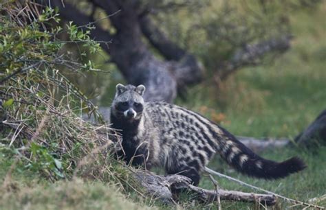 Suzys Animals Of The World Blog The African Civet
