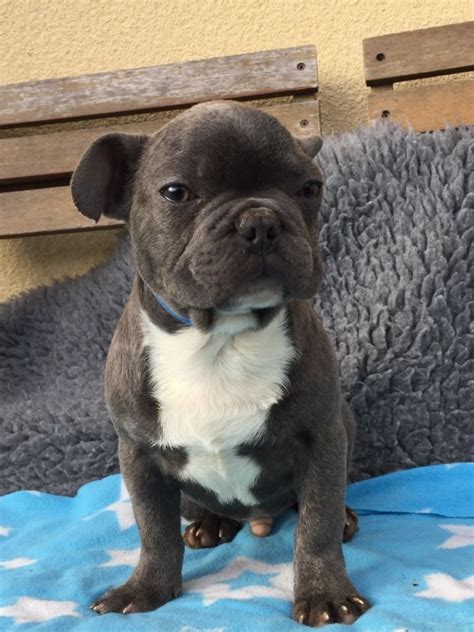 It's free to post an ad. French Bulldog Puppies For Sale | Beachwood, OH #325409