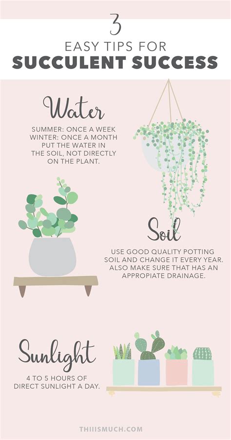 Simple Succulent Care Instructions Printable
