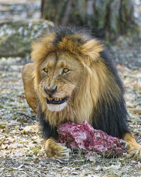 A Male Lion And His Meat A Male Lion Of The Lion Park