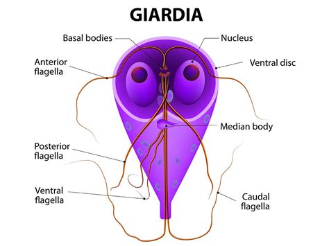 Giardiasis Causes Symptoms Prevention Diagnosis Treatment
