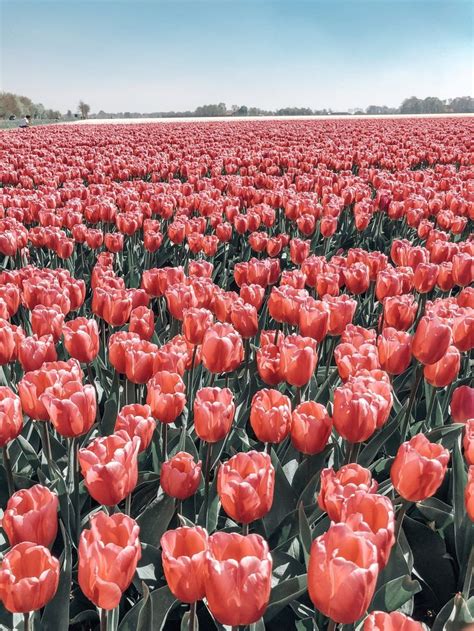 A Non Touristy Guide To The Tulip Fields In The Netherlands Travel