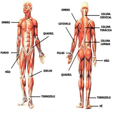 Fotos Corpo Humano Anatomia Humana 16 Anatomy Muscle Movie Posters