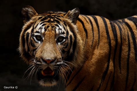 Bengal Tiger Panthera Tigris Tigris Gaurika Wijeratne Flickr