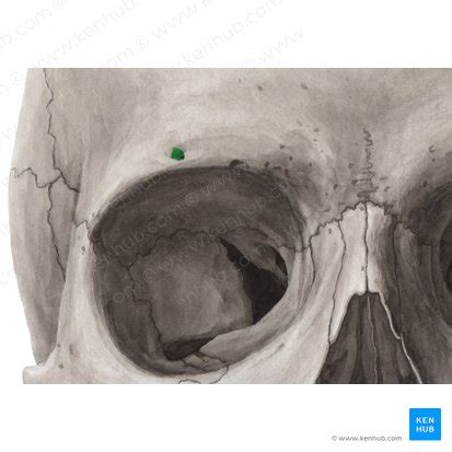 Frontal Bone Anatomy Borders And Development Kenhub