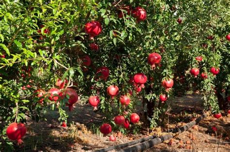 11 Tips On How To Grow Pomegranate Fruit Trees Hort Zone