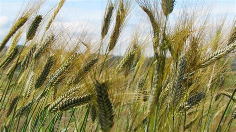 Preserving Ancient Grains A Farmers Tale