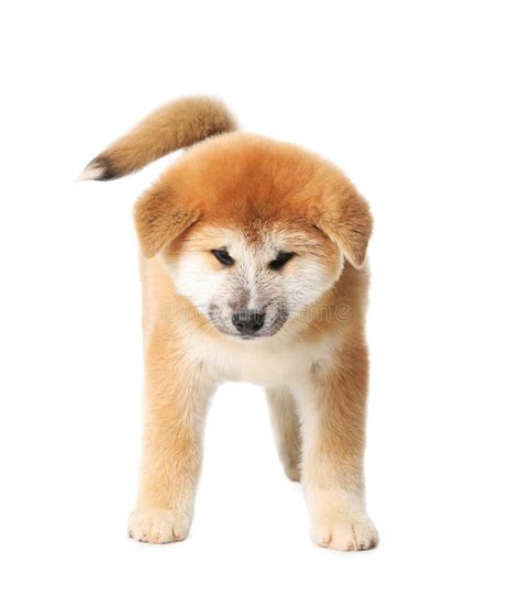 Cute Akita Inu Puppy On Background Baby Animal Stock Image Image Of