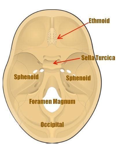 Pituitary Gland Location In Skull
