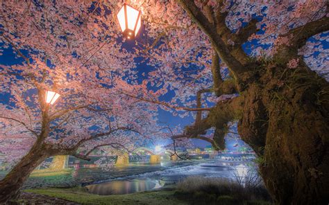Cherry Blossoms Theme For Windows 10 Free Wallpaper T