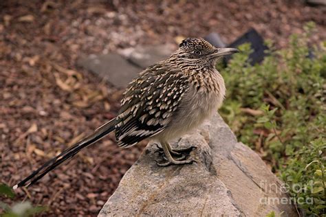 Frozen Road Runner On Rock Photograph By Colleen Cornelius Pixels