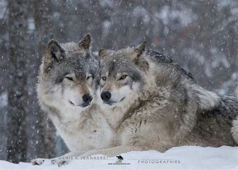 Pin By Jeanine Phaneuf On Wolves Wolf Dog Beautiful Wolves Wolf Photos