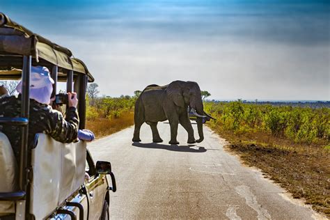 Safari Serenity A Guide To Wildlife Encounters In Africas National