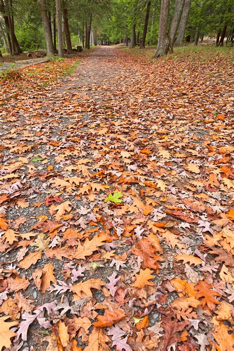 Free Photo Deep Creek Autumn Path Hdr America Red Shades Free