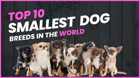 Top 10 Worlds Smallest Dog Breeds Youtube
