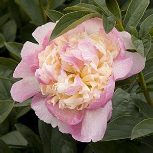 Her work has featured in bbc gardens illustrated, gardener's world, romantic homes and victoria. Perfect Peonies: 29 Favorite Varieties and Growing Guide ...