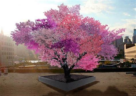 Incredible Tree Grows 40 Different Kinds Of Fruit Design Swan