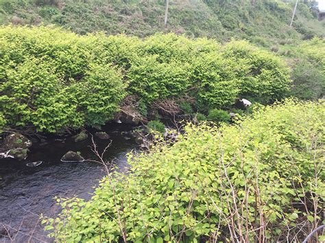 Japanese knotweed is an invasive weed with legal impllications. Invasive Species - The Japanese Knotweed Company