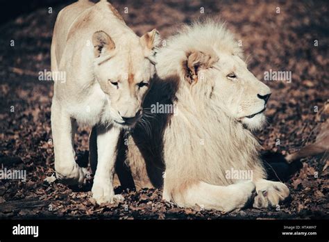 Beautiful Albino White Male Lion In Wilderness Stock Photo Alamy