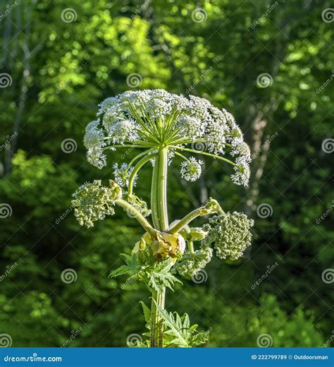 Hogweed Plant Which Is Dangerous For People When Skin Is Toched Stock