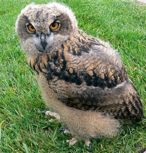 Baby European Eagle Owl By Jurvetson Via Flickr Owl Baby Owls