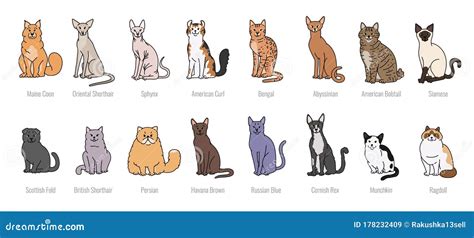 Popular Cat Breeds Full Face Vector Set Line Sketch Isolated