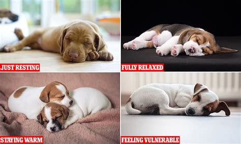 What Your Dogs Favorite Sleeping Position Says About Their Well Being