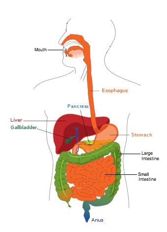 Use this lesson to show your students how food travels from the mouth to the stomach. The Digestive System labeled. Find which organs are ...