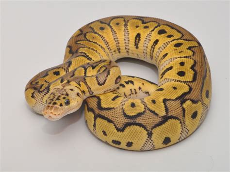 Clown Pastel Morph List World Of Ball Pythons