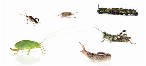 Invertebrados Biología De Redes Reinos De La Naturaleza