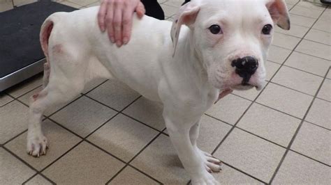 Abandoned Puppy Left To Die On Roadside By Heartless Owners