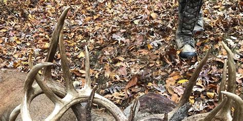 ‘two Headed Deer Killed In Ballard Co Ky