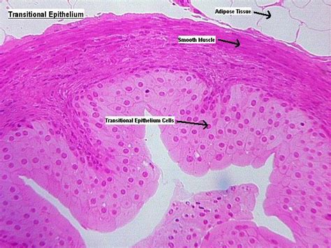 Bio Lab Slides Flashcards | Easy Notecards