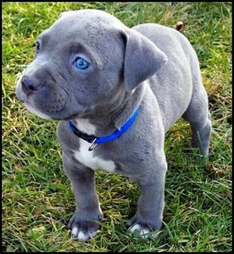 Cuteeees Puppies With Blue Eyes Cute Puppies Pitbulls