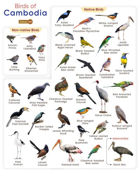 19 Common Birds Found In Cambodia Nature Blog Network