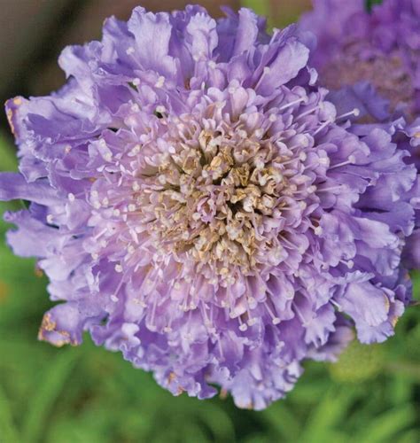 How To Grow Scabiosa Pincushion Flower West Coast Seeds