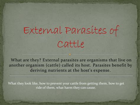 Ppt External Parasites Of Cattle Powerpoint Presentation Free
