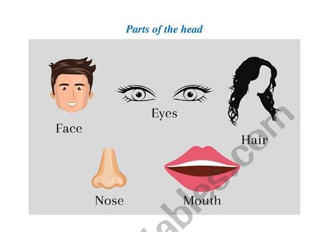 Human Body Parts Of The Head Esl Worksheet By Nuryacosta