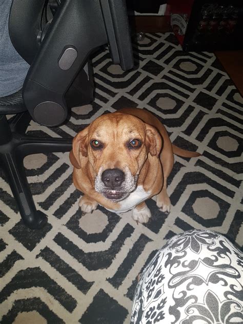 The ibizan hound is also very athletic and resourceful making them excellent escape artists. Basset Hound Puppies For Sale | Des Moines, IA #307538