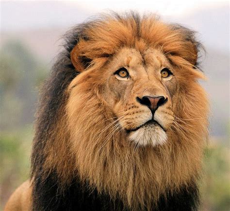 The 25 Best Lion Pictures Ideas On Pinterest Lion Cat The Lion And