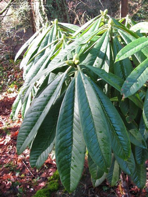 It is more tolerant of hot humid summers than many rhododendrons. PlantFiles Pictures: Rhododendron (Rhododendron ...