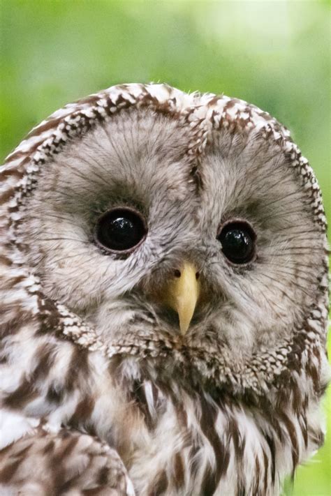 Ural Owl Free Stock Photo Public Domain Pictures