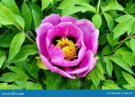 Lush Pink Peony Flower In Spring Garden Stock Photo Image Of Fluffy