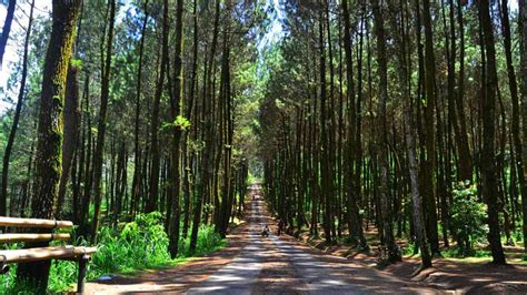 Obyek Wisata Hutan Pinus Kragilan Tempat Wisata Indonesia