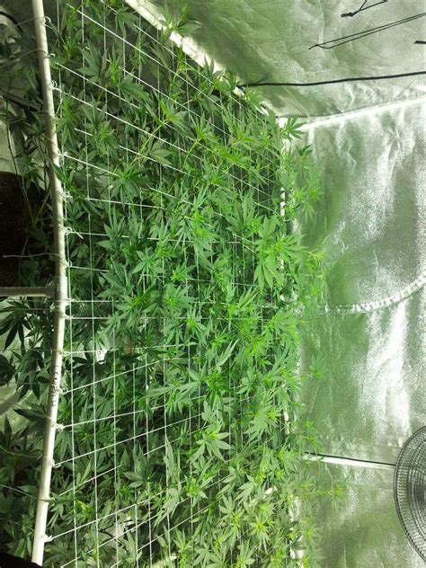 Gorilla Glue 4 Scrog All Natural Thcfarmer Cannabis Cultivation